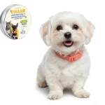 Collar Antipulgas Ajustable para Perros y Gatos, 62 cm