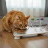 Comedero para gato