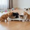 Comedero para gato