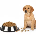 Plato Comedero para Perro