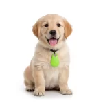 Mini-GPS-localizador-para-mascotas