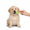 Cepillo-de-dientes
