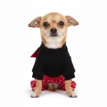 Traje-de-Minie-Mascotas