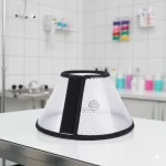 Collar-isabelino-mediano