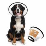 Collar-isabelino-mediano