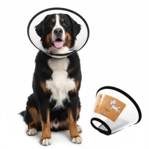 Collar-isabelino-mediano