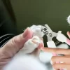Corta uñas para perros razas grandes 8
