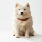 Placa-identificacion-para-perros-y-gatos