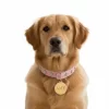 Placa-identificacion-para-perros-y-gatos