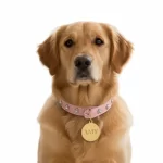 Placa-identificacion-para-perros-y-gatos