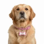 Placas-para-mascotas-placas-de-identificacion-mascotas-Dogid